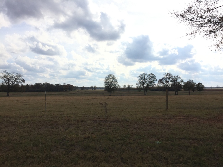 Image for Now Selling at Absolute Auction! 110 +/- Acre Cattle Farm Located in Shellman, Georgia