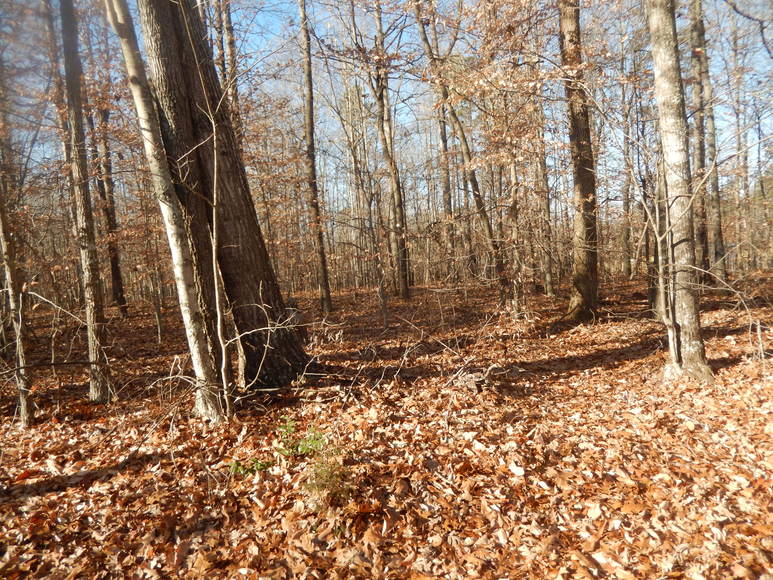 Image for Leesville Rd / Dearborn Rd Lots