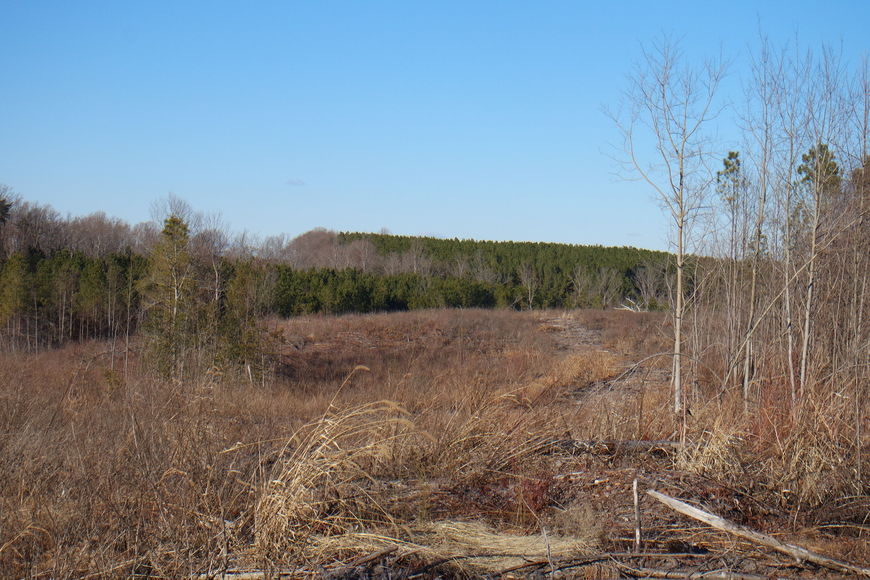 Image for 26 +/- Acres of Raw Land in Spotsylvania County, VA Selling at or Above $25,000!!  ONLINE BIDDING ONLY