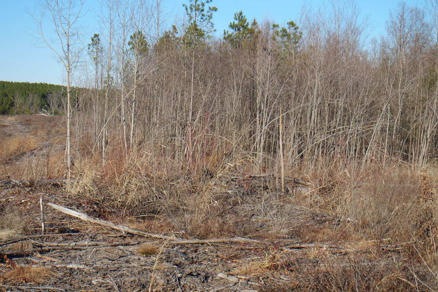 Image for 26 +/- Acres of Raw Land in Spotsylvania County, VA Selling at or Above $25,000!!  ONLINE BIDDING ONLY