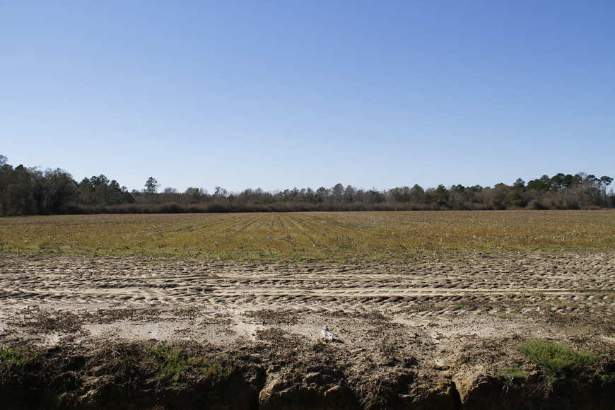 Image for Selling Absolute! 57 Acre Farm Located in Colquitt County