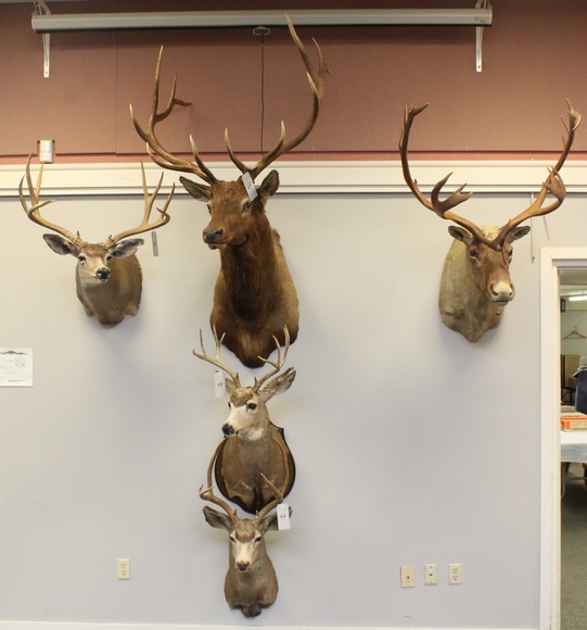 Image for Online Only - Taxidermy: 3-12-18