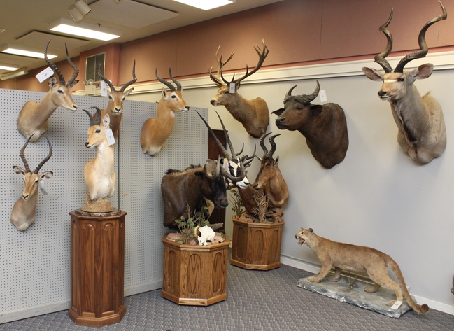 Image for Online Only - Taxidermy: 3-12-18