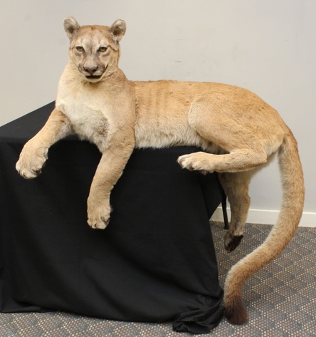 Image for Online Only - Taxidermy: 3-12-18