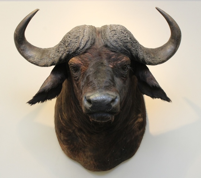 Image for Online Only - Taxidermy: 3-12-18