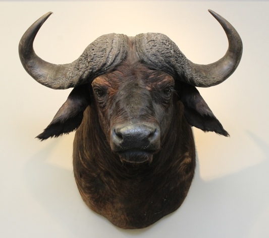 Image for Online Only - Taxidermy: 3-12-18