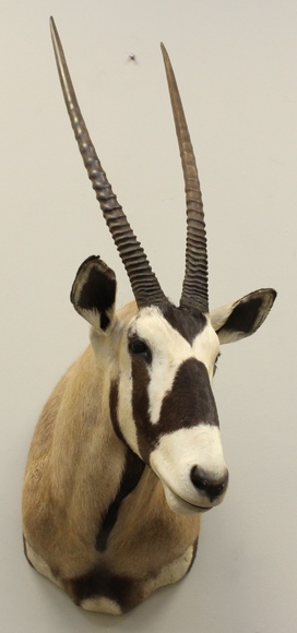 Image for Online Only - Taxidermy: 3-12-18