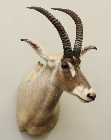 Image for Online Only - Taxidermy: 3-12-18