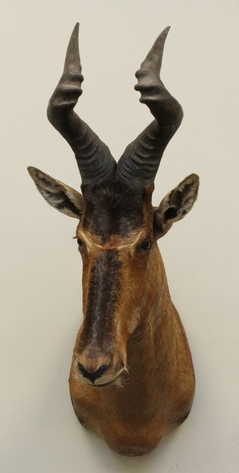 Image for Online Only - Taxidermy: 3-12-18