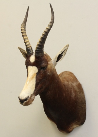 Image for Online Only - Taxidermy: 3-12-18