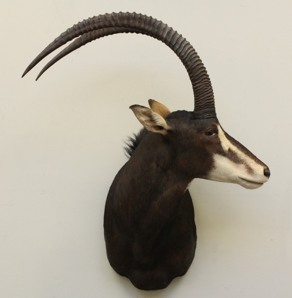 Image for Online Only - Taxidermy: 3-12-18