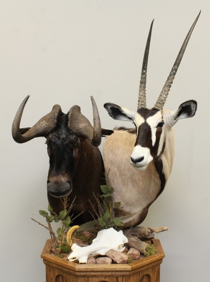 Image for Online Only - Taxidermy: 3-12-18