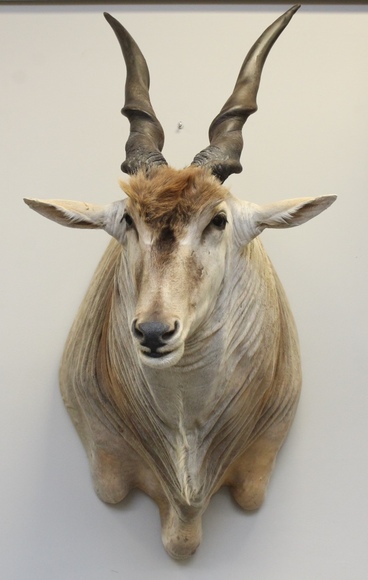 Image for Online Only - Taxidermy: 3-12-18