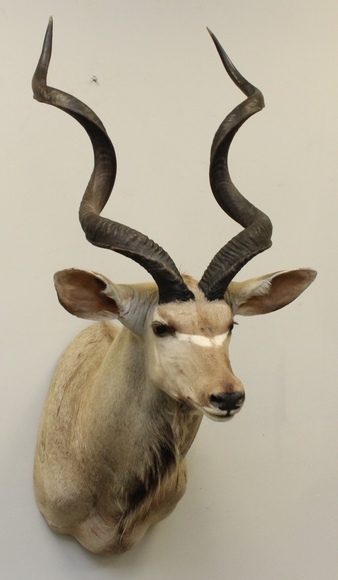 Image for Online Only - Taxidermy: 3-12-18