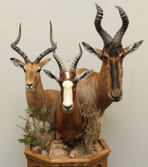 Image for Online Only - Taxidermy: 3-12-18