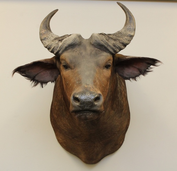 Image for Online Only - Taxidermy: 3-12-18