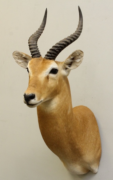 Image for Online Only - Taxidermy: 3-12-18