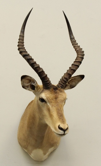 Image for Online Only - Taxidermy: 3-12-18