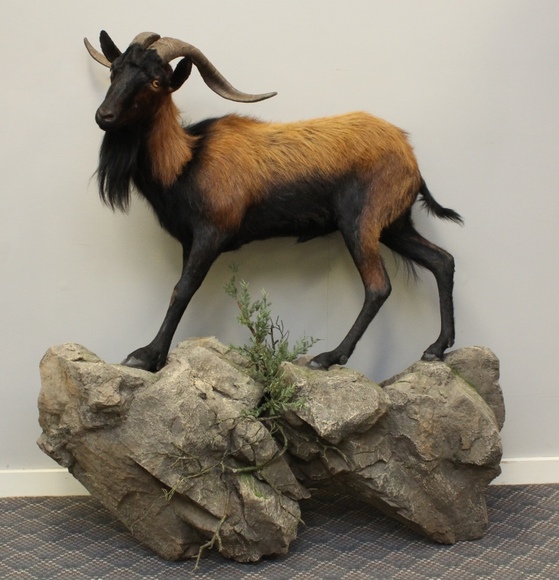 Image for Online Only - Taxidermy: 3-12-18