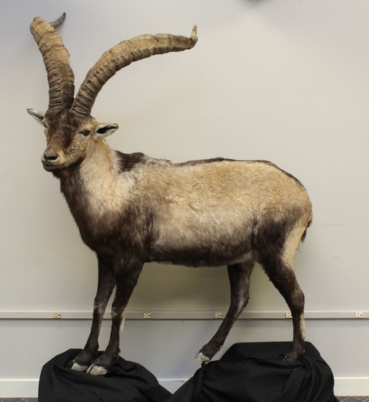 Image for Online Only - Taxidermy: 3-12-18