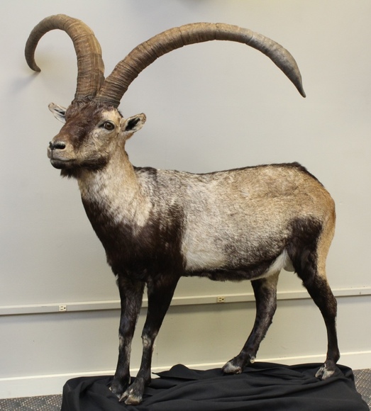 Image for Online Only - Taxidermy: 3-12-18