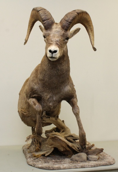 Image for Online Only - Taxidermy: 3-12-18