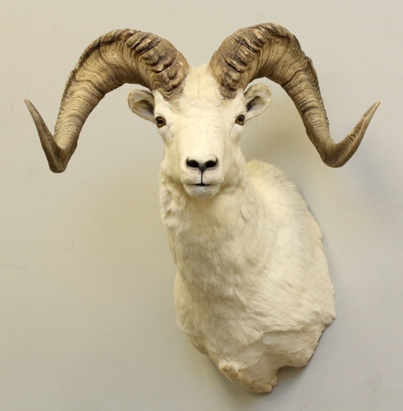 Image for Online Only - Taxidermy: 3-12-18