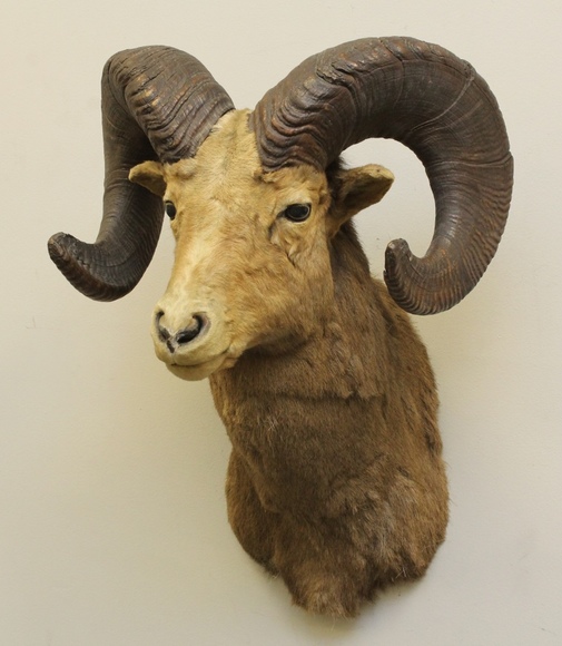 Image for Online Only - Taxidermy: 3-12-18