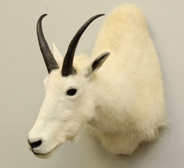 Image for Online Only - Taxidermy: 3-12-18