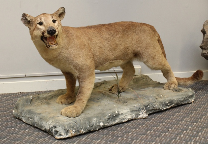 Image for Online Only - Taxidermy: 3-12-18