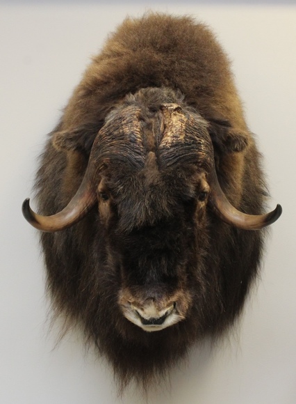 Image for Online Only - Taxidermy: 3-12-18