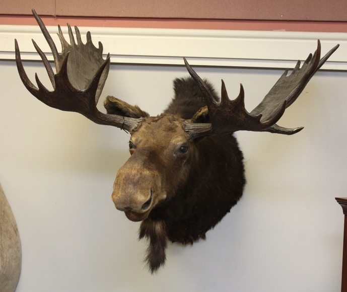 Image for Online Only - Taxidermy: 3-12-18