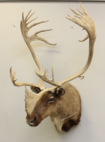 Image for Online Only - Taxidermy: 3-12-18