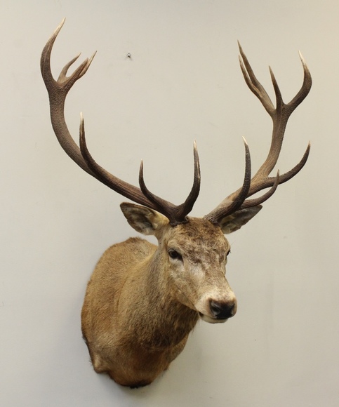 Image for Online Only - Taxidermy: 3-12-18