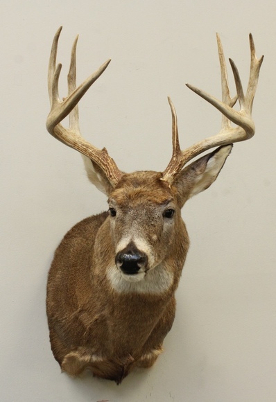 Image for Online Only - Taxidermy: 3-12-18