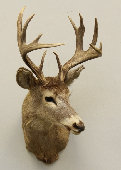 Image for Online Only - Taxidermy: 3-12-18