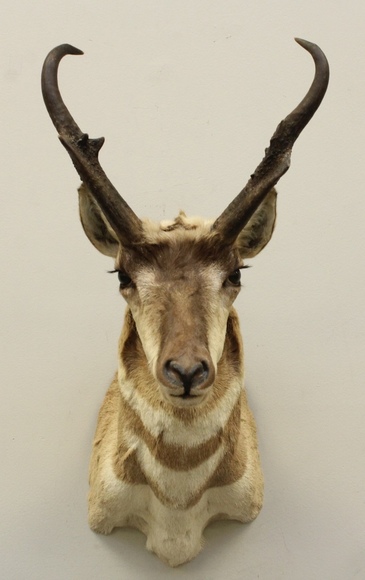 Image for Online Only - Taxidermy: 3-12-18