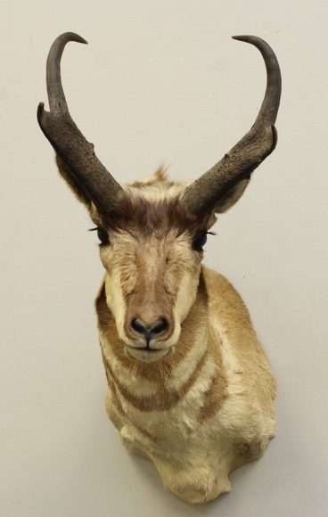 Image for Online Only - Taxidermy: 3-12-18