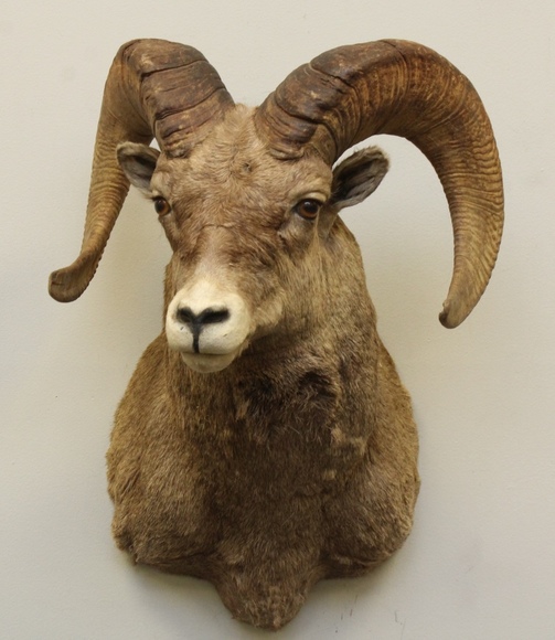 Image for Online Only - Taxidermy: 3-12-18