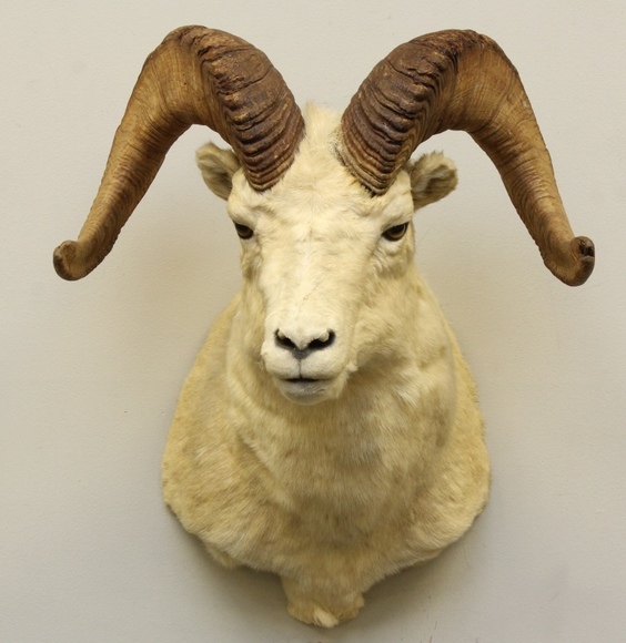 Image for Online Only - Taxidermy: 3-12-18