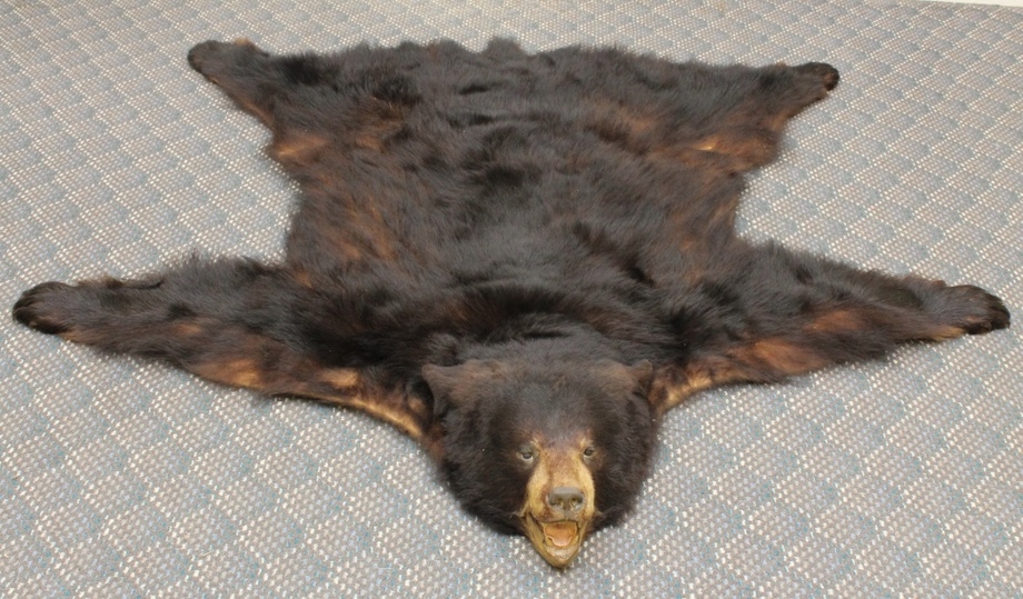 Image for Online Only - Taxidermy: 3-12-18