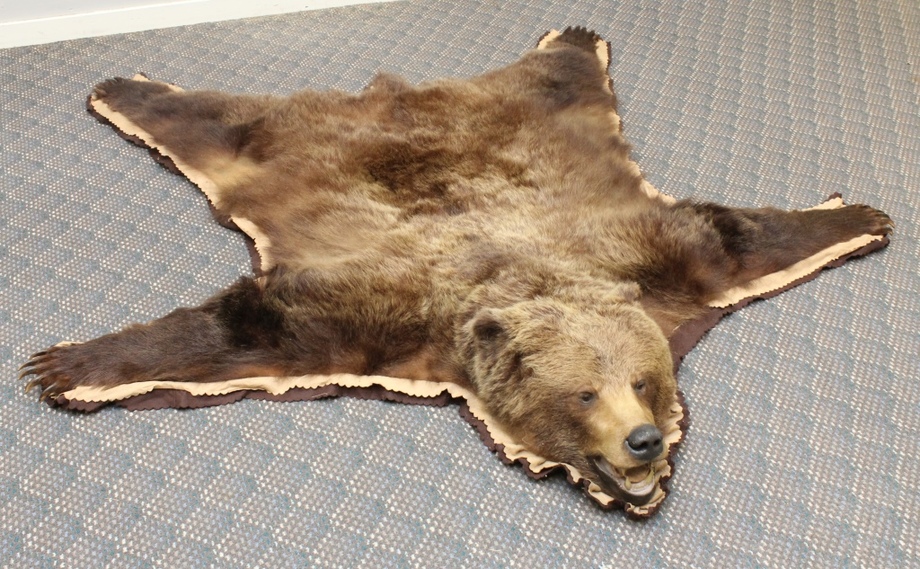 Image for Online Only - Taxidermy: 3-12-18