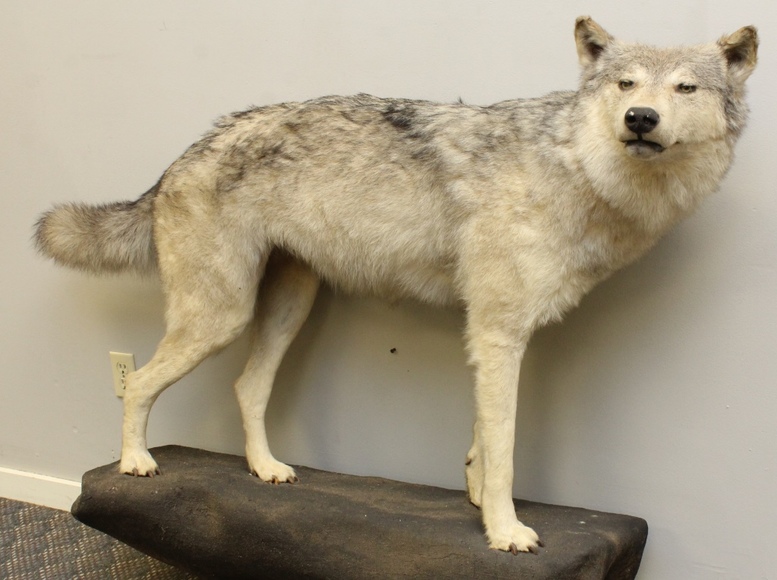 Image for Online Only - Taxidermy: 3-12-18