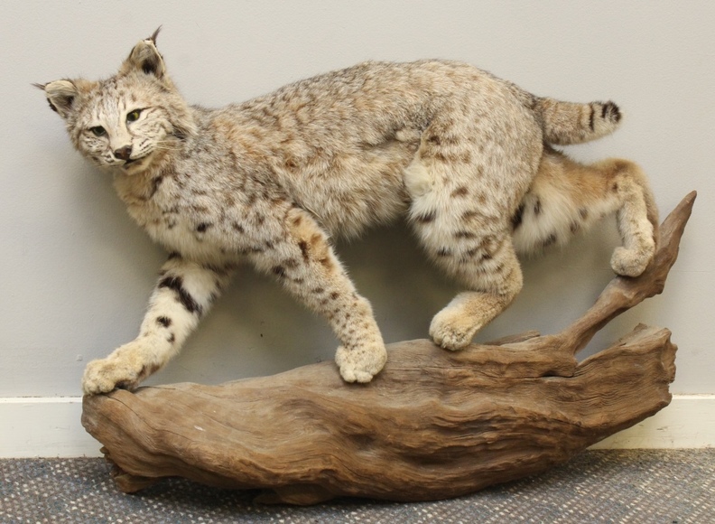 Image for Online Only - Taxidermy: 3-12-18