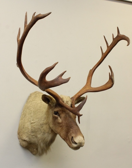 Image for Online Only - Taxidermy: 3-12-18