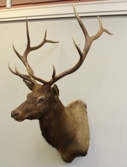 Image for Online Only - Taxidermy: 3-12-18