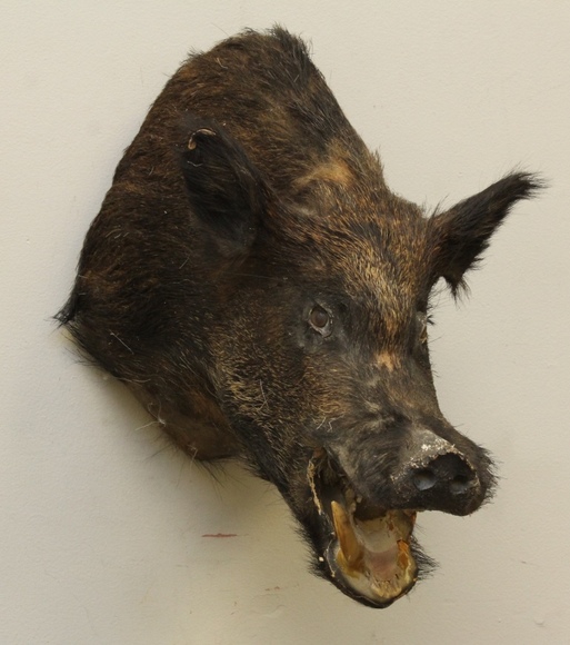 Image for Online Only - Taxidermy: 3-12-18