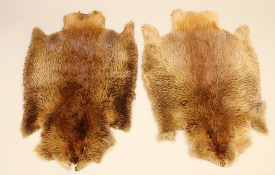 Image for Online Only - Taxidermy: 3-12-18