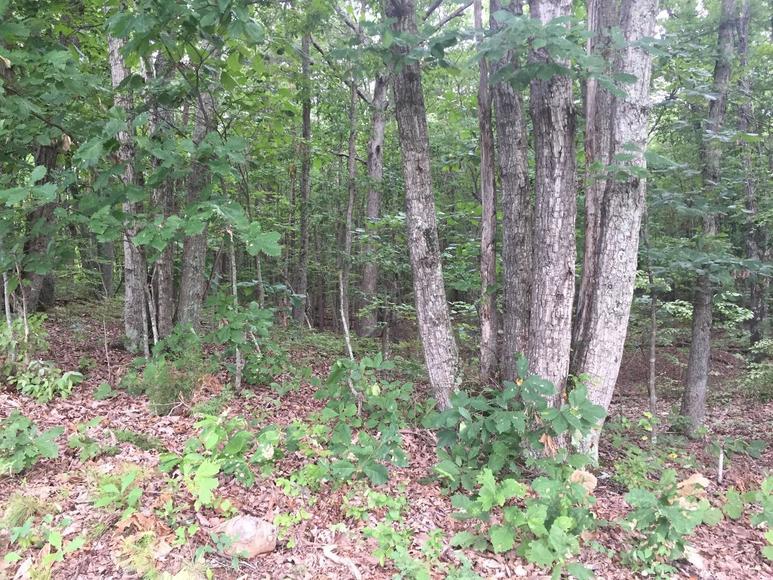 Image for Rockford School Rd,  Gretna, VA  24557