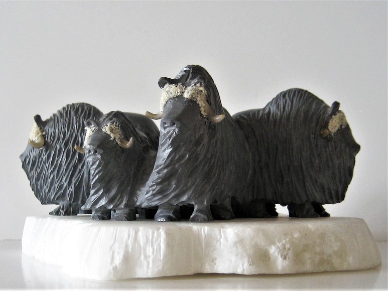 Muskox the Mammal of the Canadian North